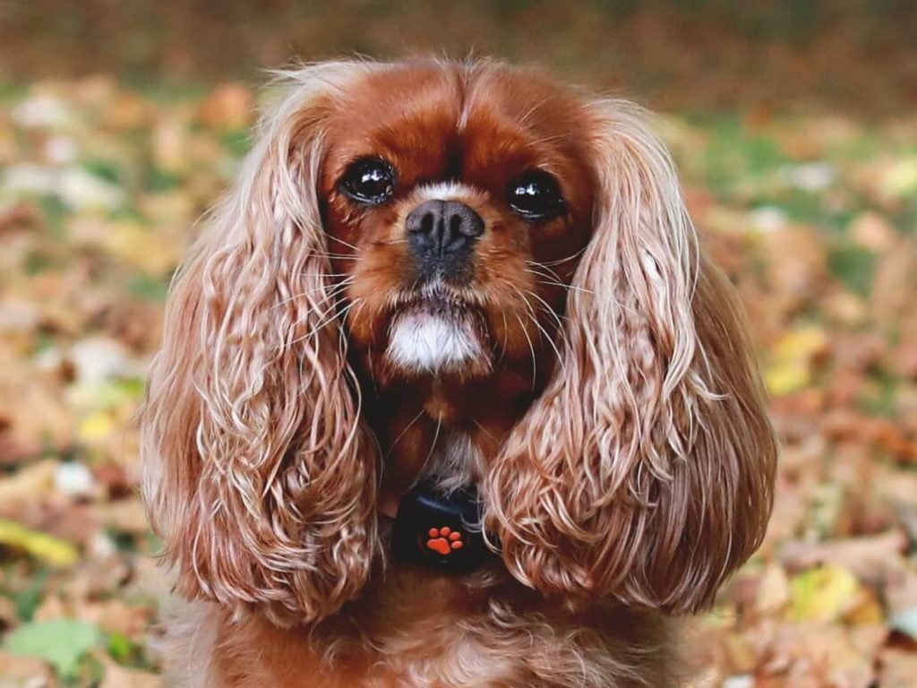 Cavalier King Charles Spaniel wearing a PitPat