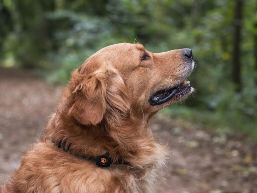 Golden Retriever in forest