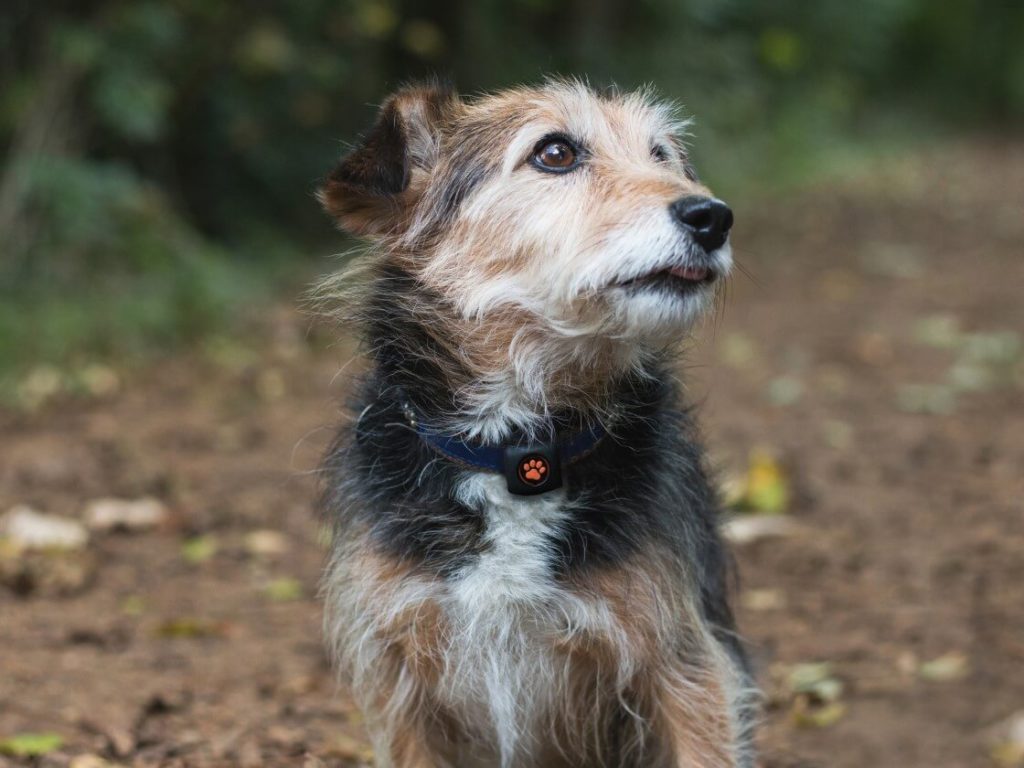 Terrier type dog outdoors in the autumn wearing a PitPat Dog Activity Monitor