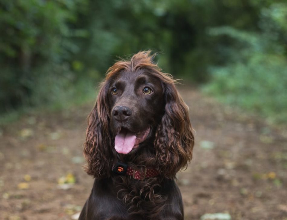 Brown Cocker Spaniel in forest