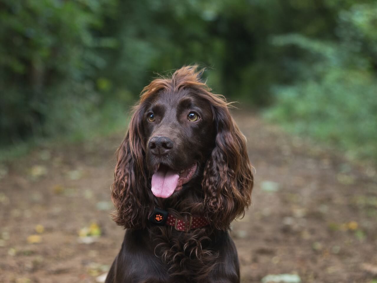 Brown Cocker Spaniel in forest