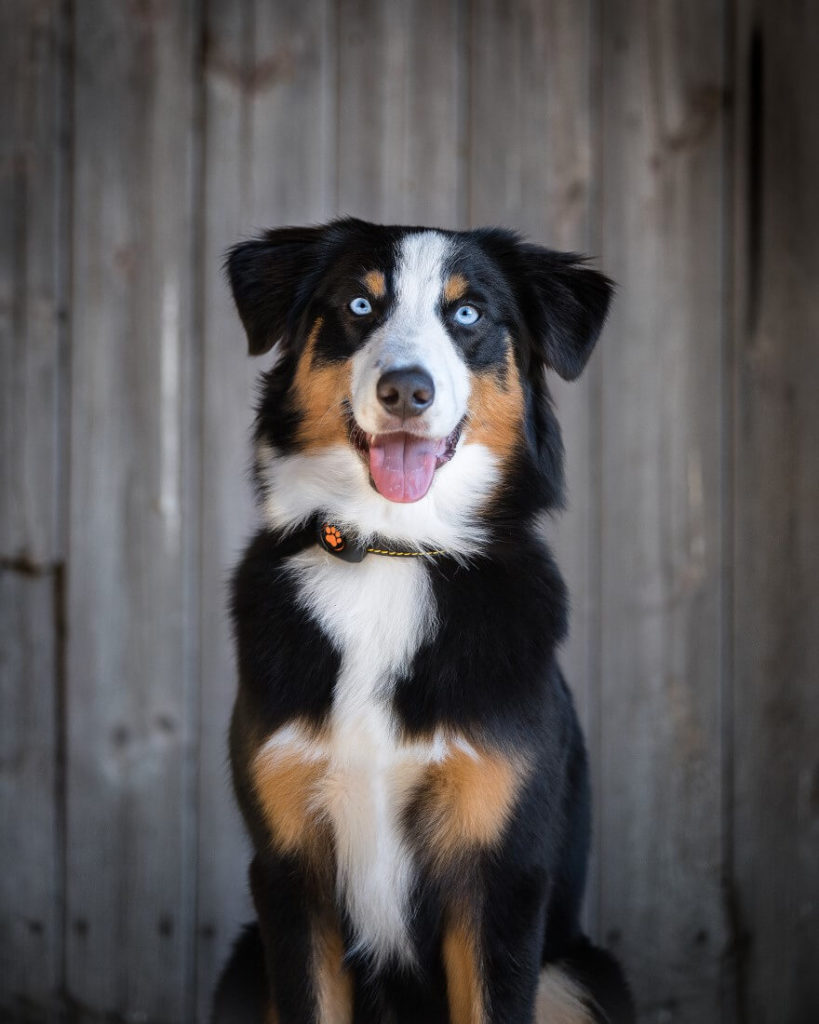 Black white and brown dog sitting facing the camera
