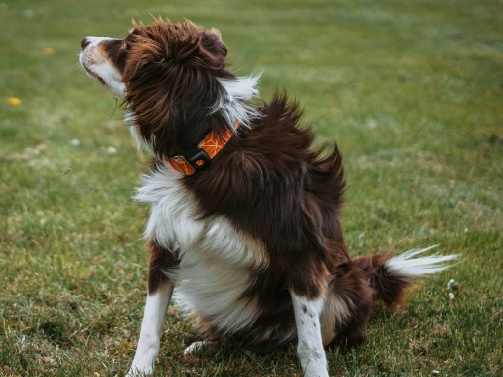 Red and white Border Collie wearing a PitPat