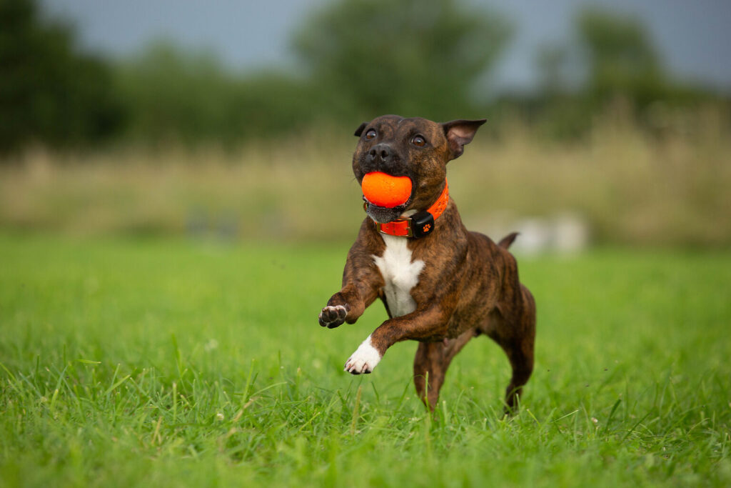 Dog running in field carrying an orange ball and wearing a PitPat Dog Activity Monitor