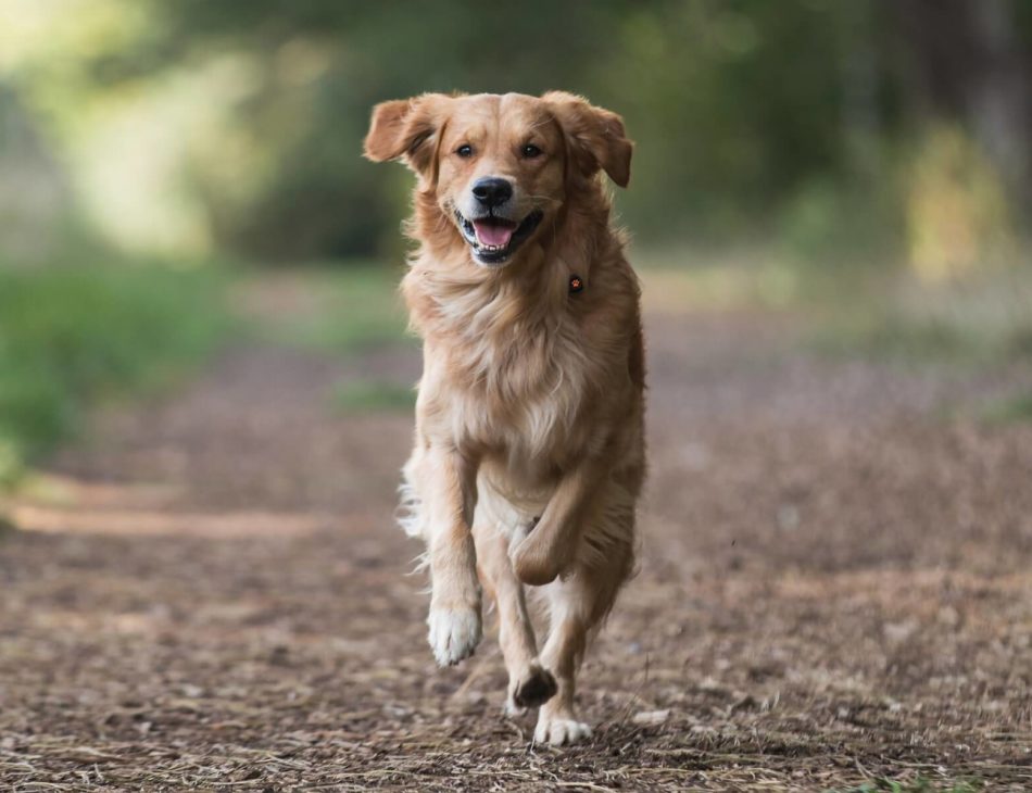 Golden Retriever running in forest