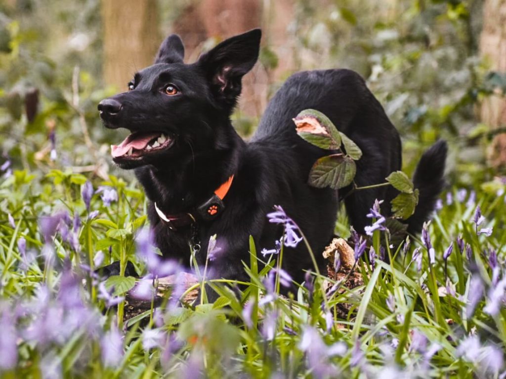 black dog wearing a PitPat