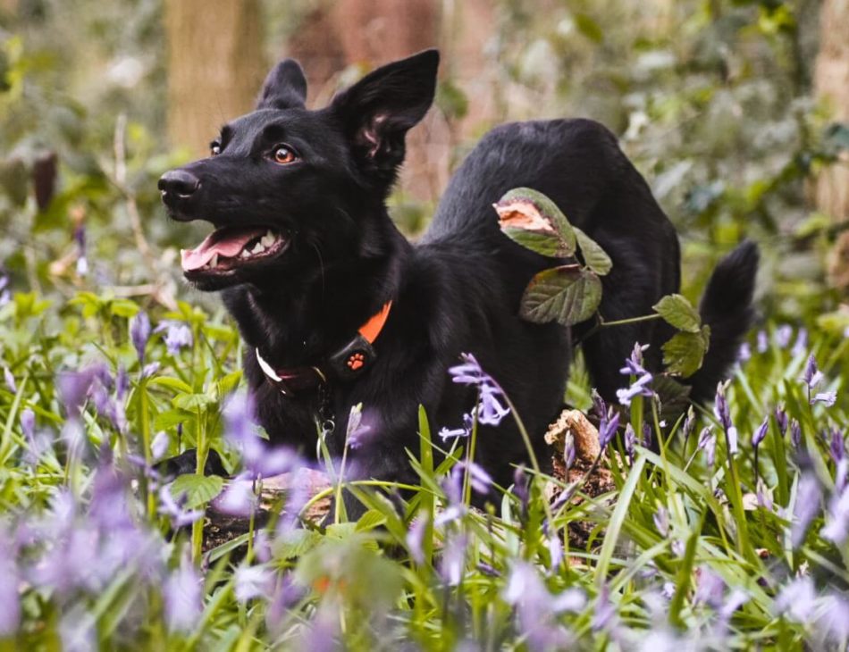 black dog wearing a PitPat
