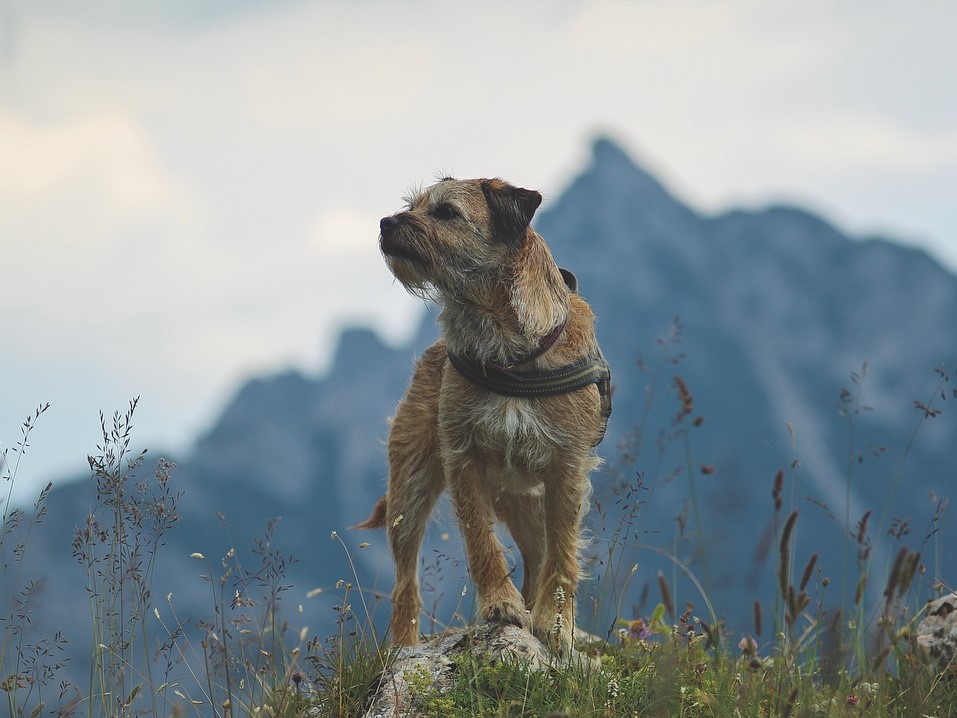 Border Terrier standing on a hill with a mountain in the background