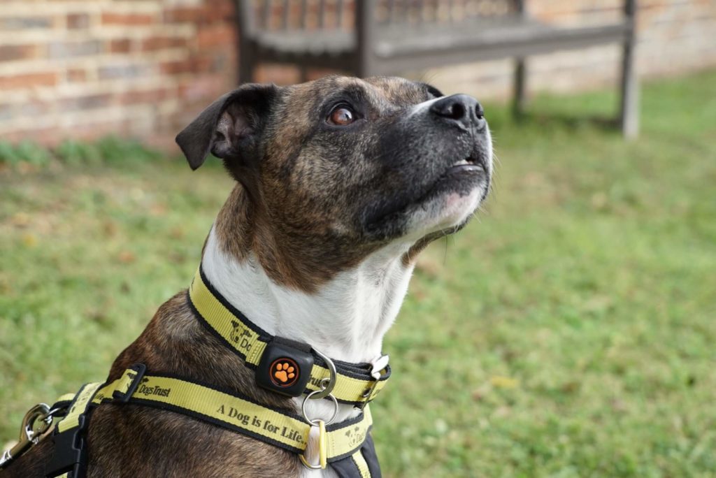 Staffordshire bull Terrier Cross dogs trust