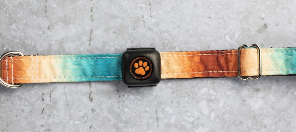 PitPat on a collar stone background