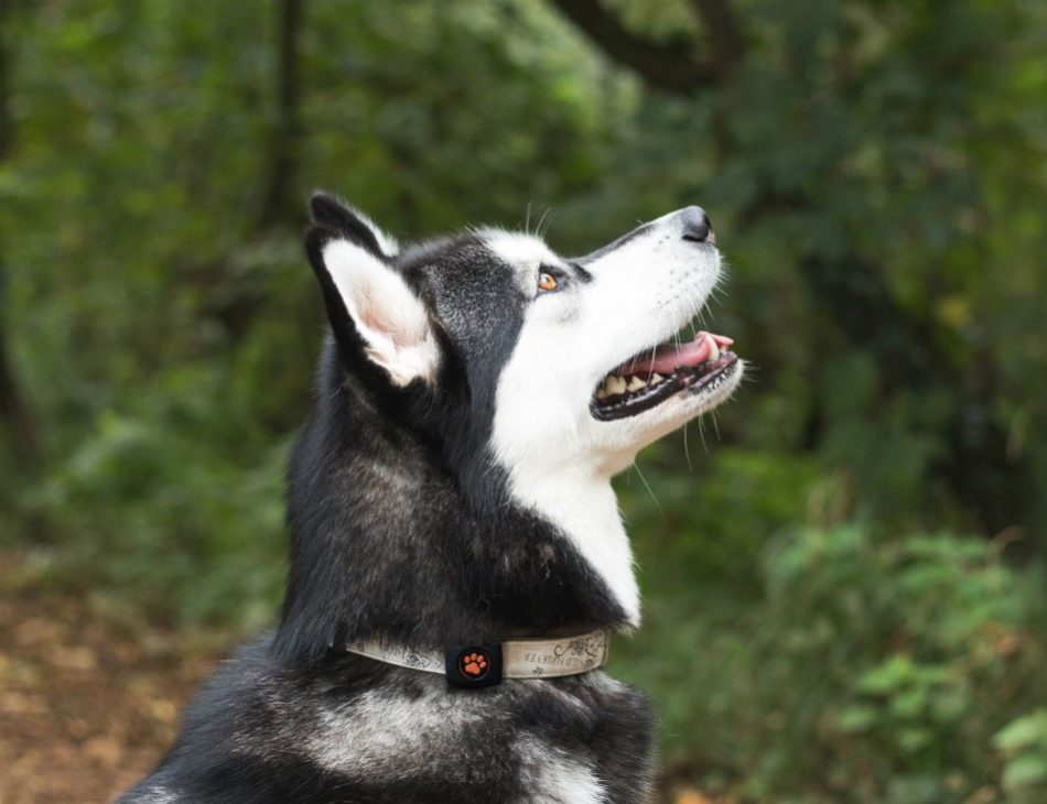 Husky sat looking upwards