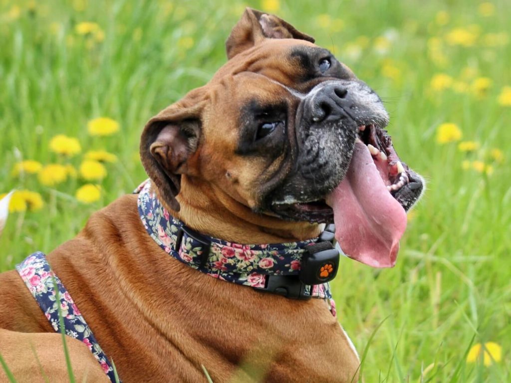Boxer dog smiling at the camera