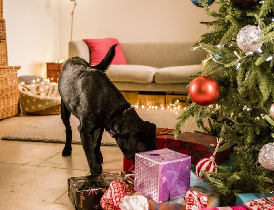 Black Labrador sniffing present under Christmas tree