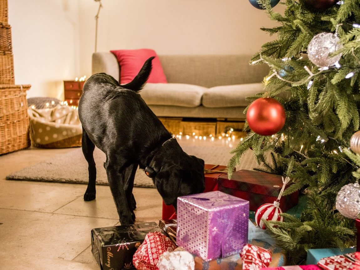 Black Labrador sniffing present under Christmas tree