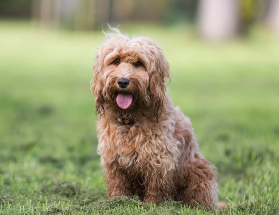 Cockapoo sat in field