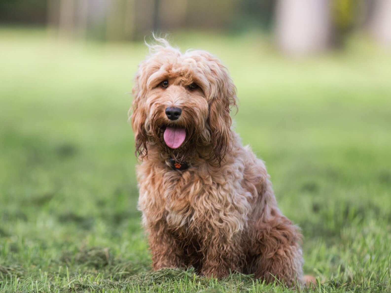 Cockapoo sat in field