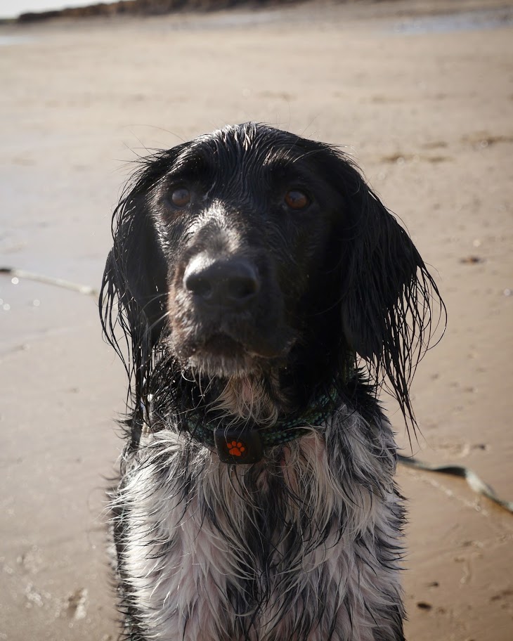 Large Munsterlander at the beach wearing a PitPat