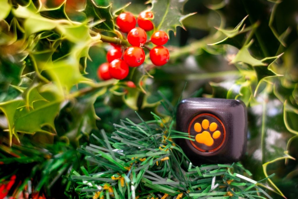 PitPat in holly and a Christmas tree