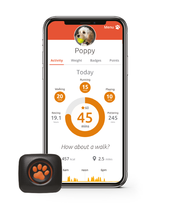 how much exercise does my border terrier need