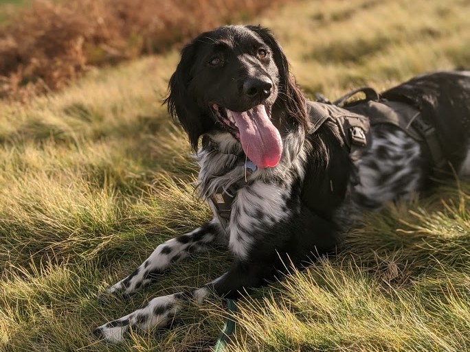 Large Munsterlander lying on grass