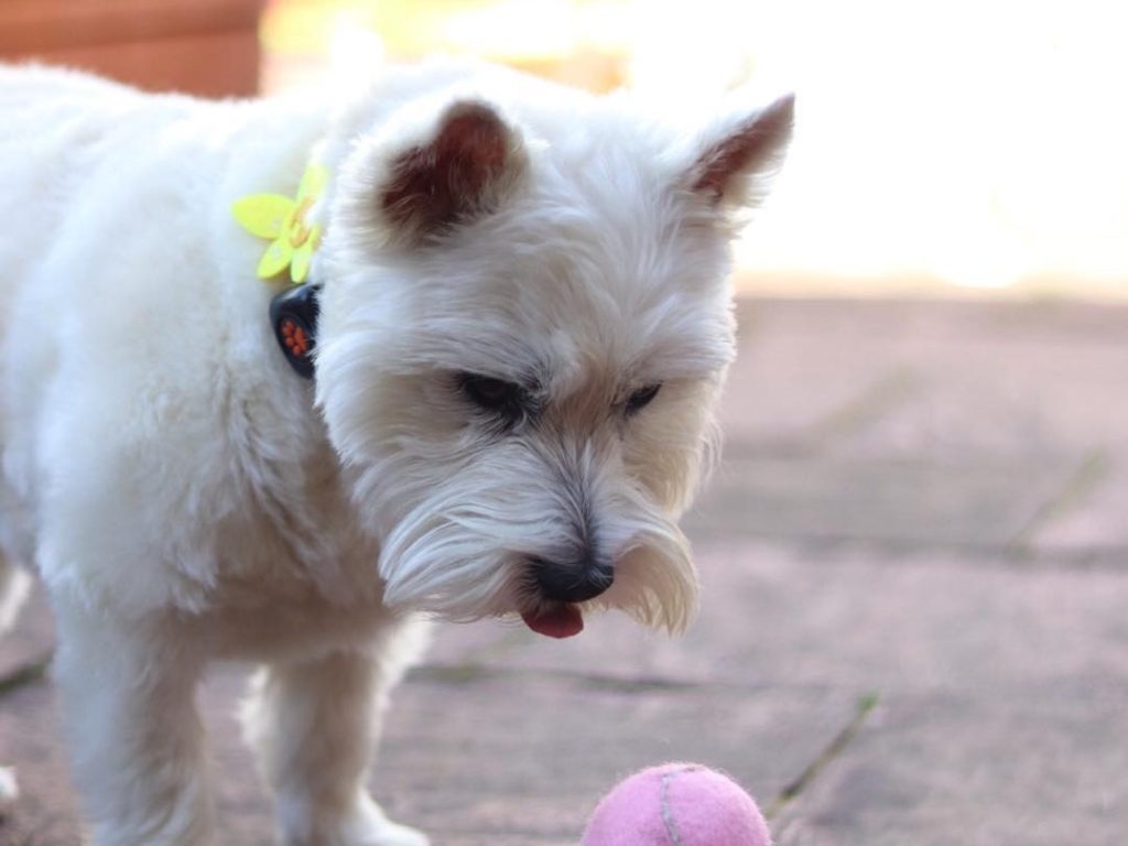 West Highland White Terrier playing with a ball