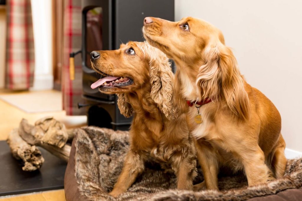 Two cocker spaniels in bed looking up 