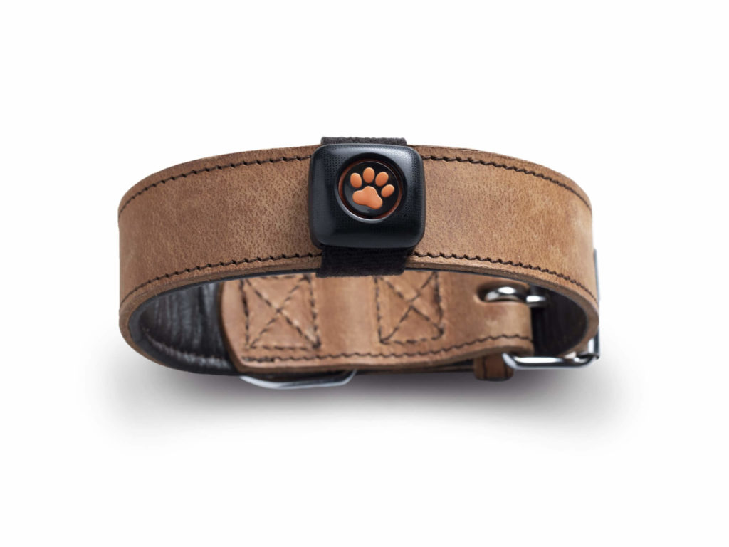 PitPat on a collar