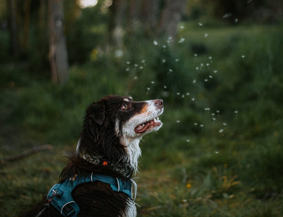 Border Collie in the forest