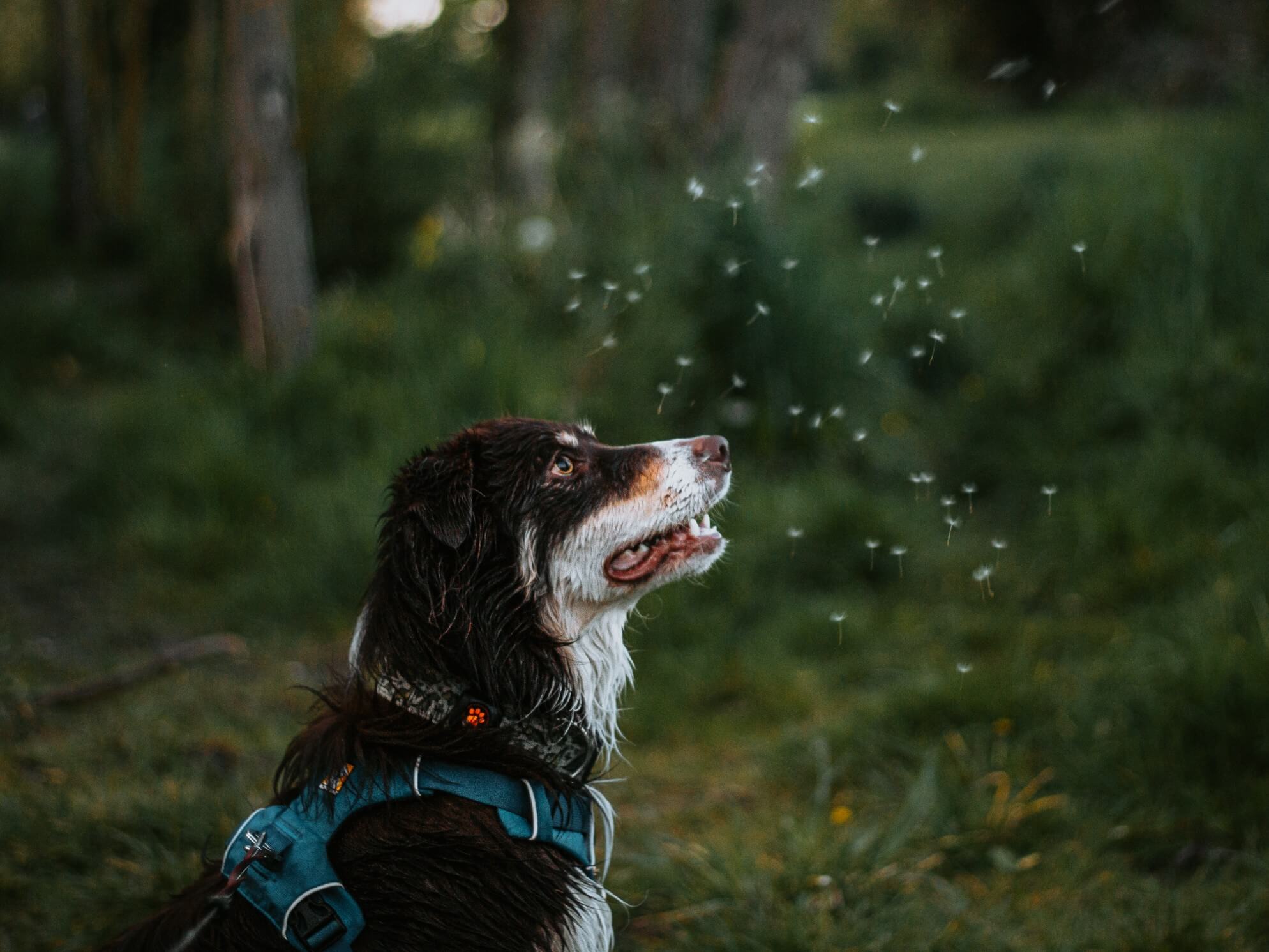 Border Collie in the forest