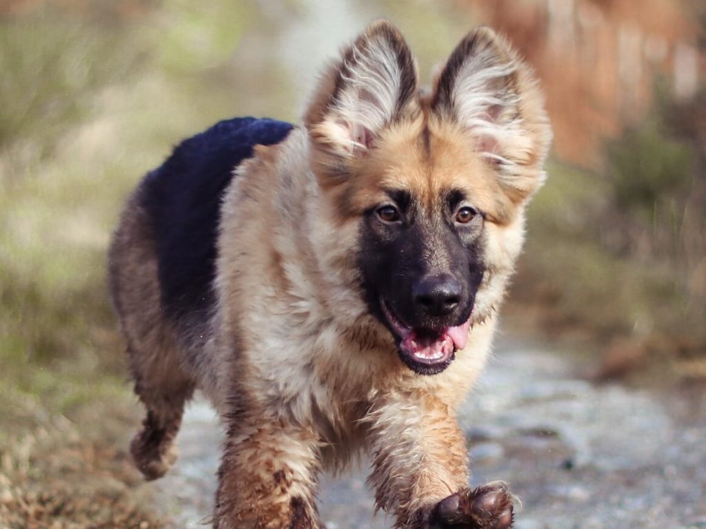 German Shepherd running