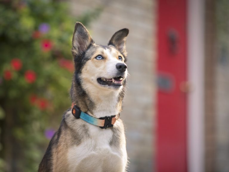 Everything you need to know about mixed breed dogs PitPat