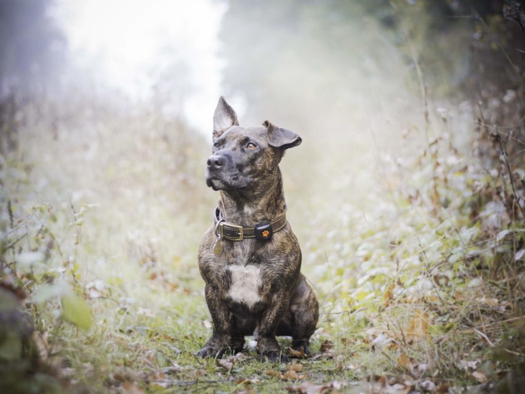 Terrier mix sat in a field