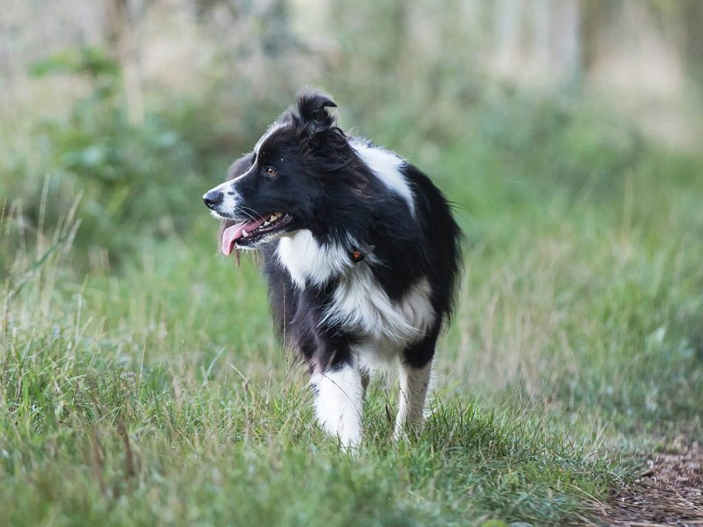 black and white collie in grass wearing a PitPat Dog Activity Monitor