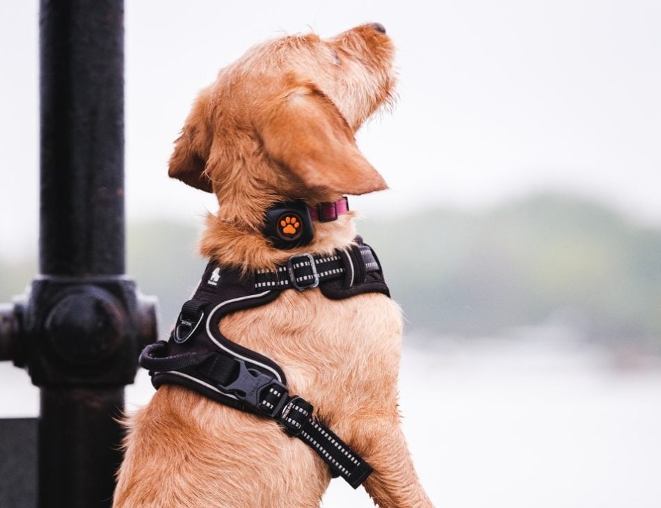 brown puppy standing on railing wearing a PitPat Dog Activity Monitor
