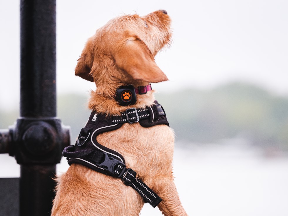 brown puppy standing on railing wearing a PitPat Dog Activity Monitor