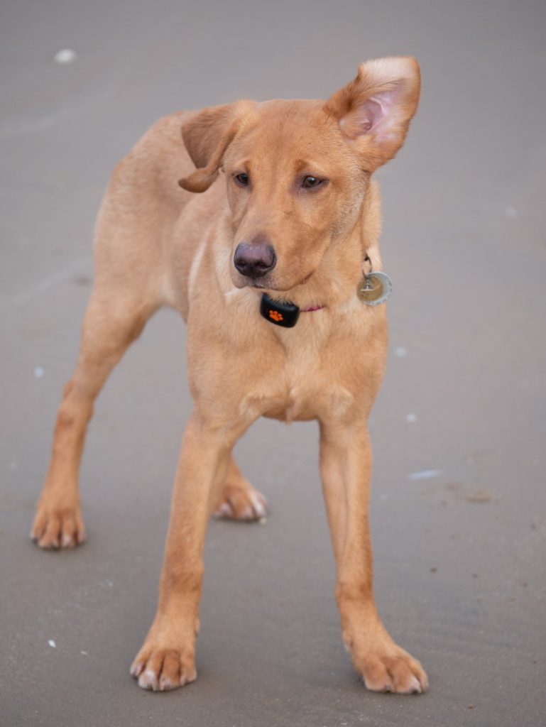Surviving puppy adolescence | PitPat