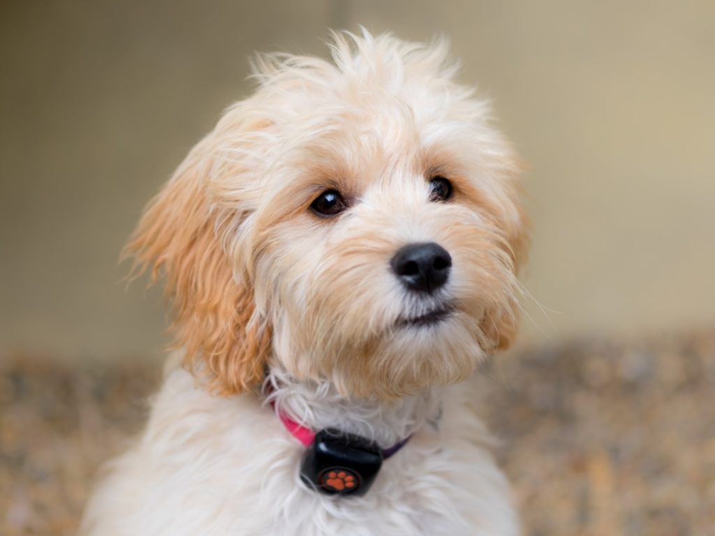 Cockapoo puppy sitting wearing a pink collar and a PitPat Dog Activity Monitor