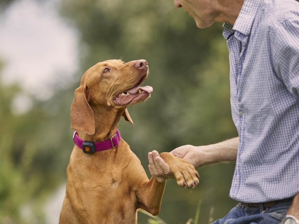 Vizsla giving paw