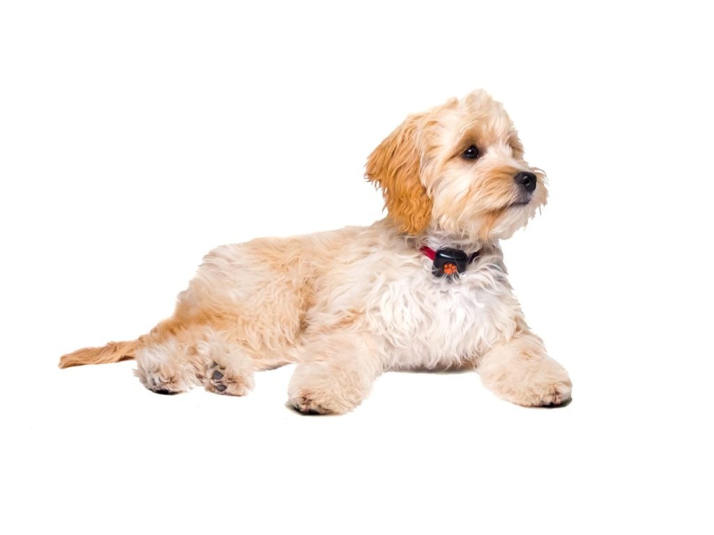cockapoo puppy lying down on a white background wearing a PitPat Dog Activity Monitor