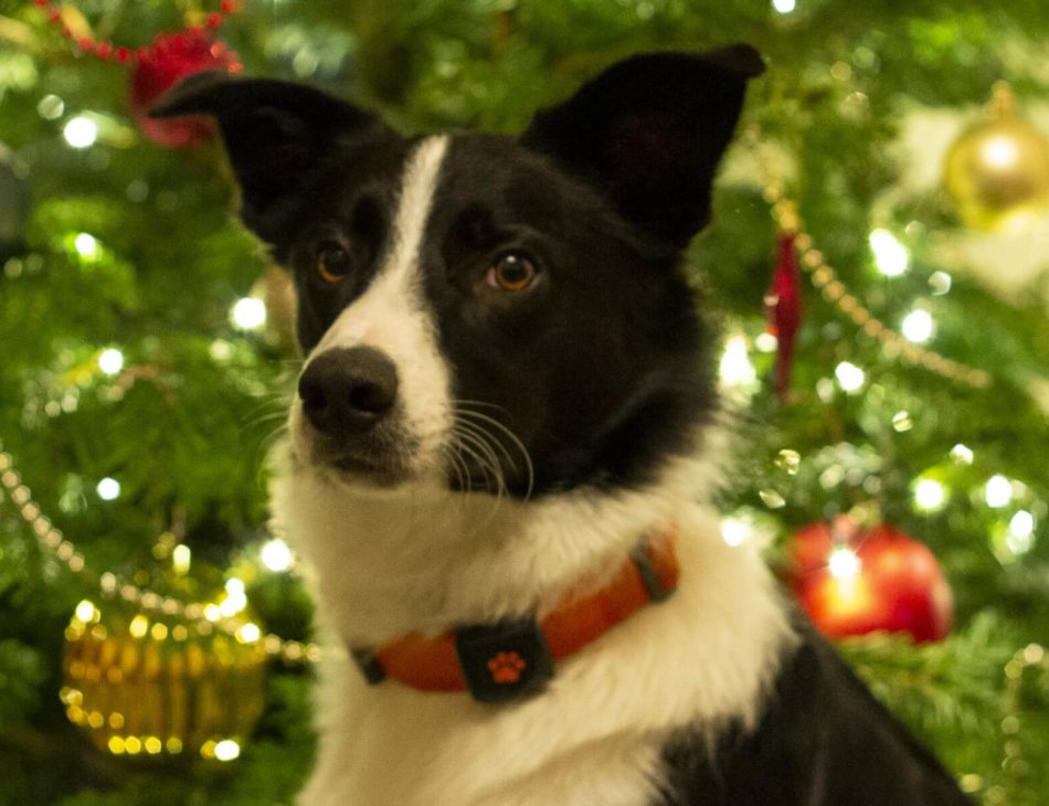 Border Collie in front of christmas tree