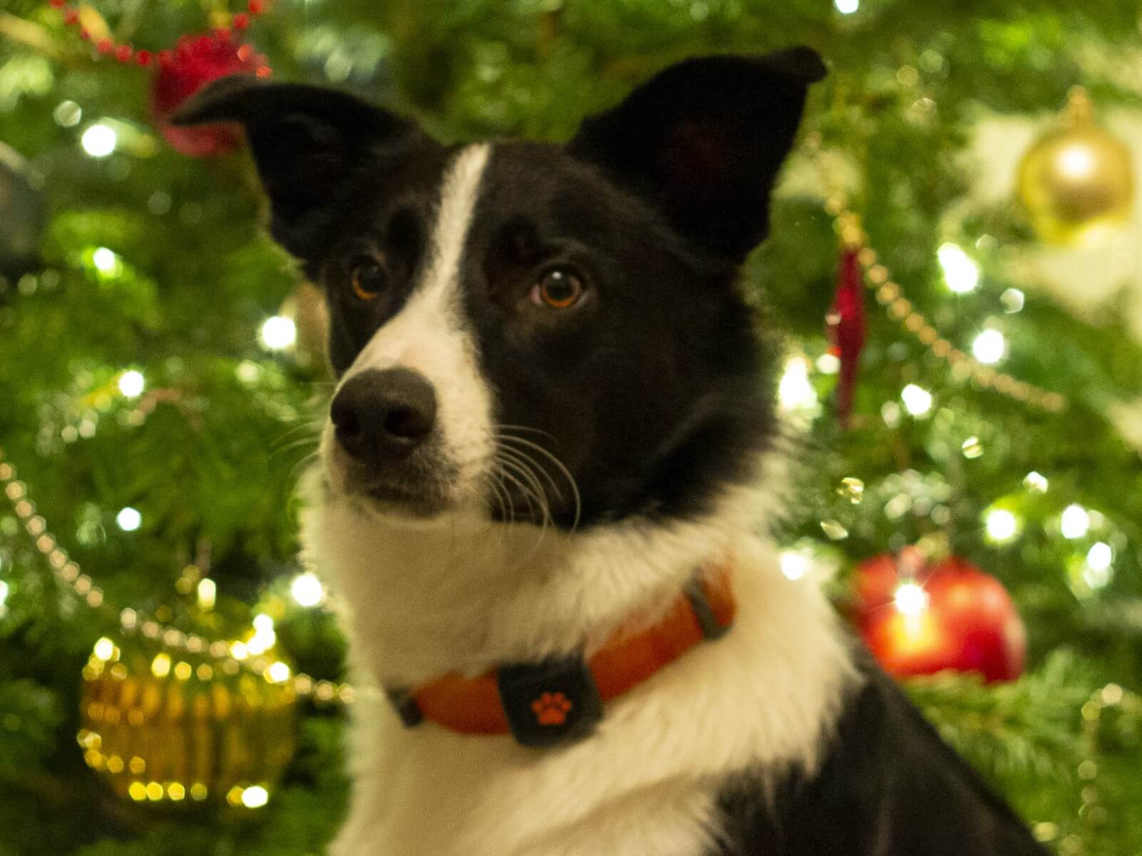 Border Collie in front of christmas tree
