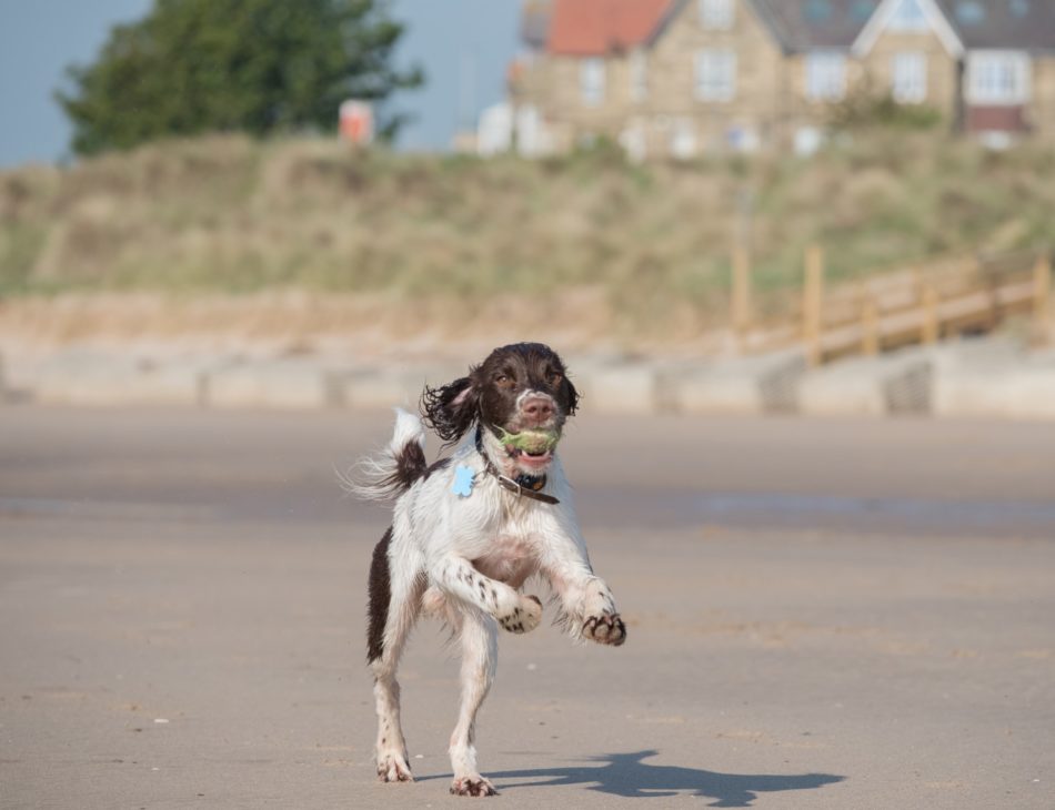 Spaniel running along the beach
