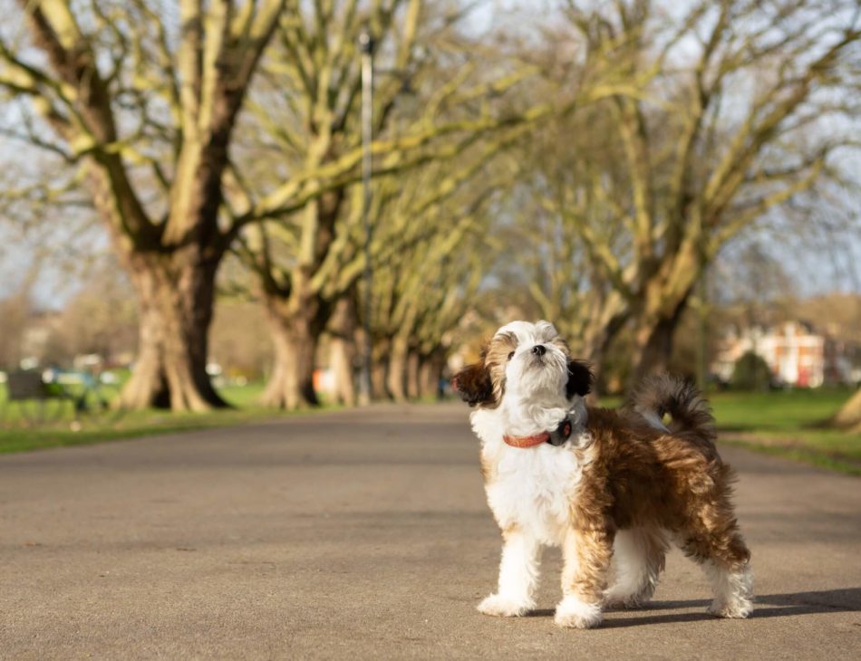 Young fluffy puppy outside