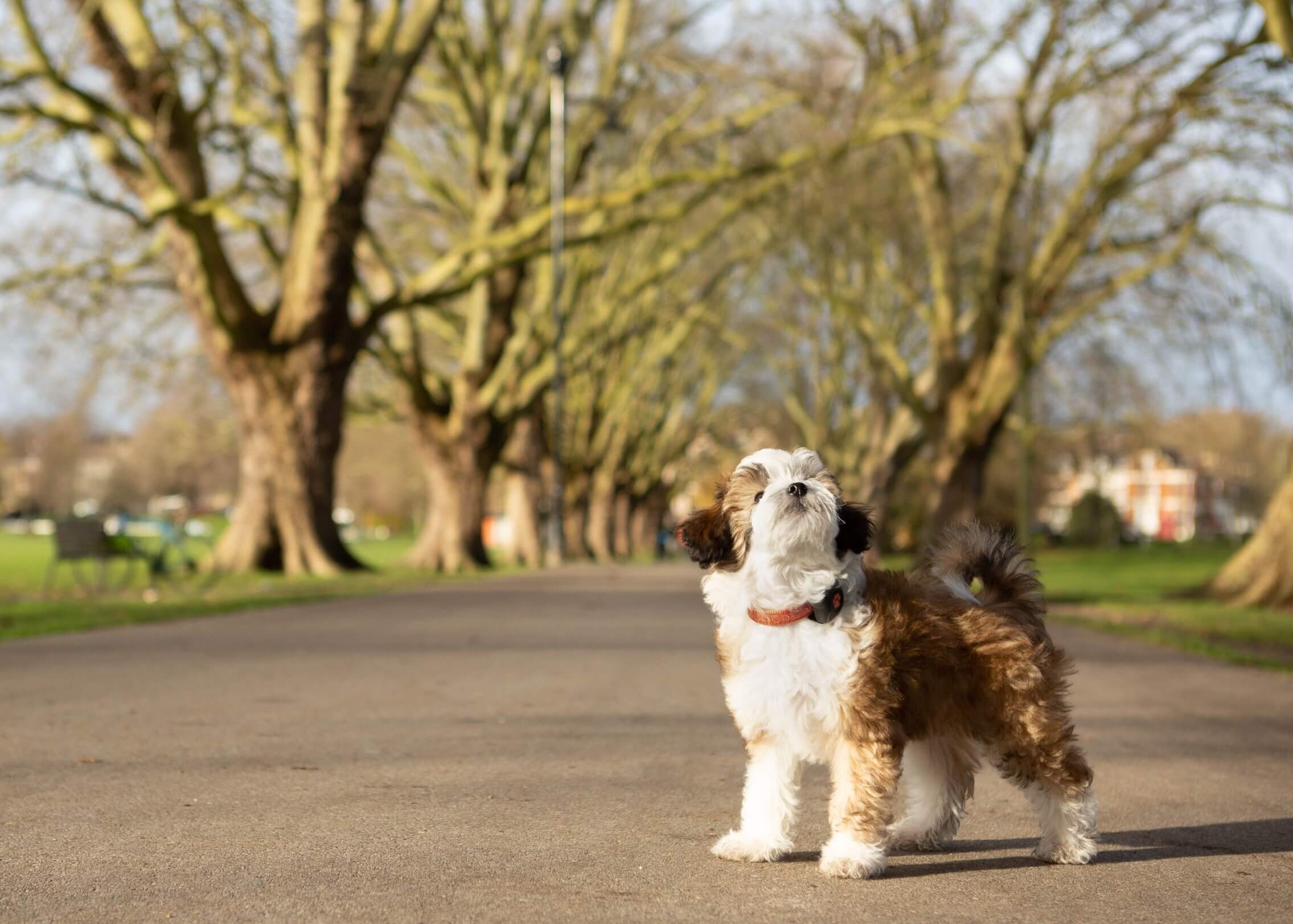 Young fluffy puppy outside