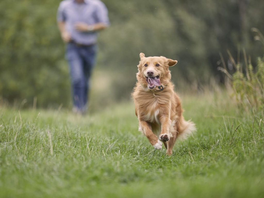 Dog running in field away from owner