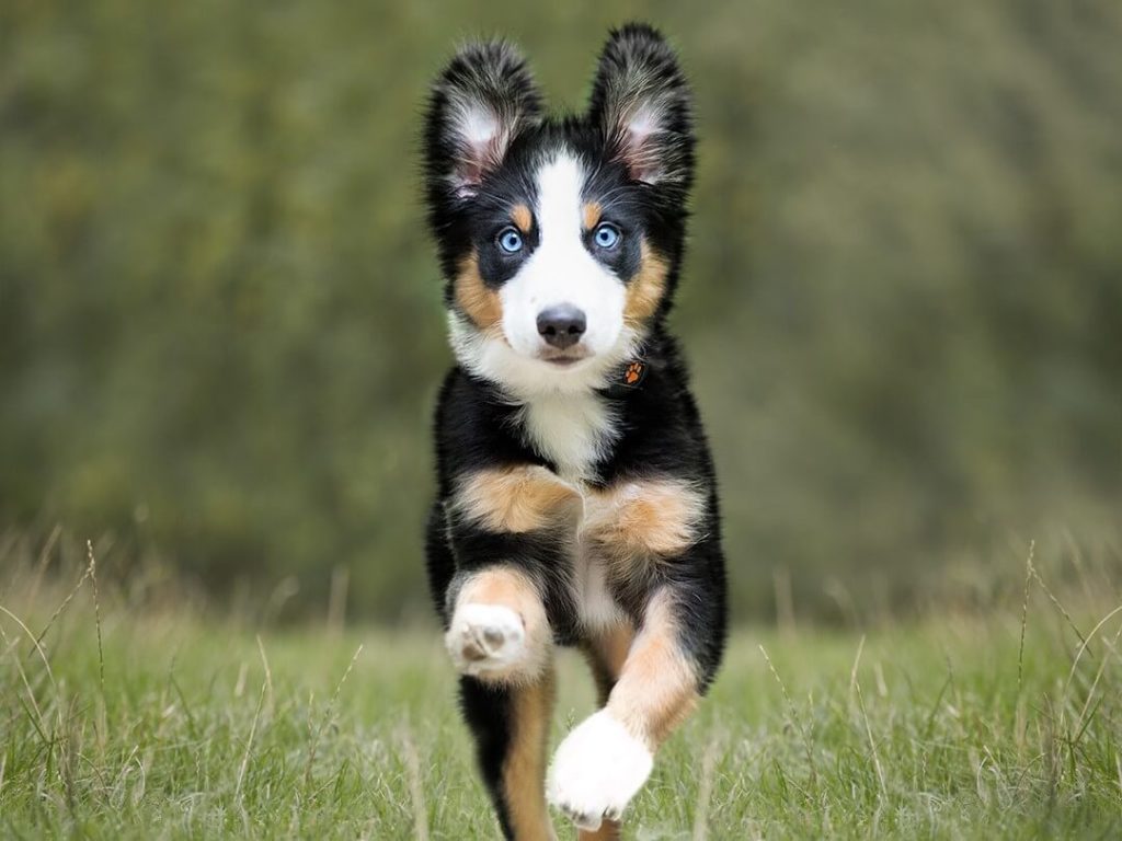 Puppy running through a field wearing a PitPat Dog Activity Monitor