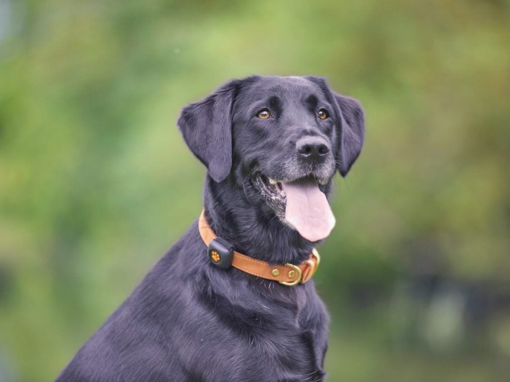 Black Labrador wearing a PitPat with a green background