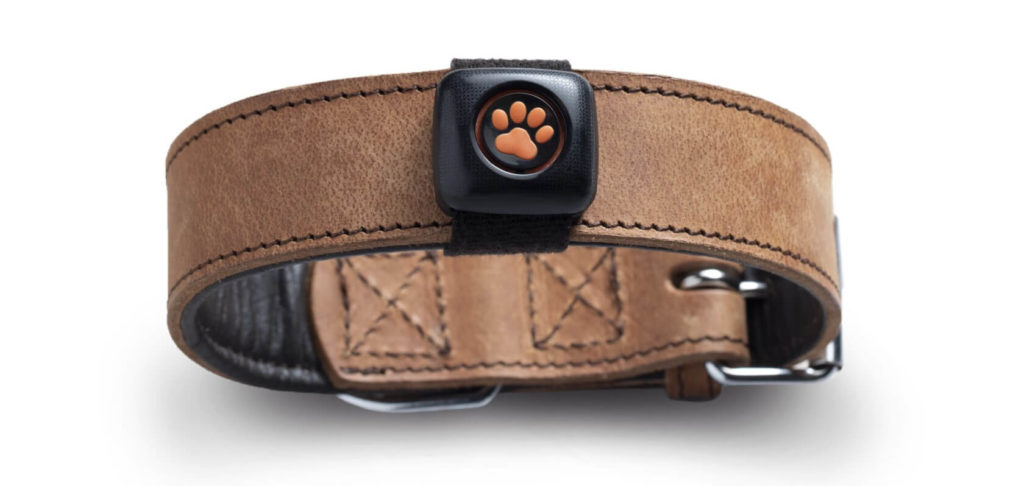 PitPat dog activity monitor on a leather collar