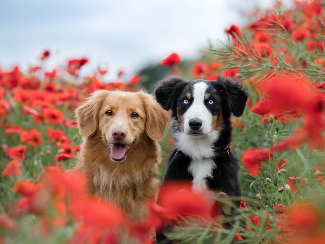 Dogs in poppy field