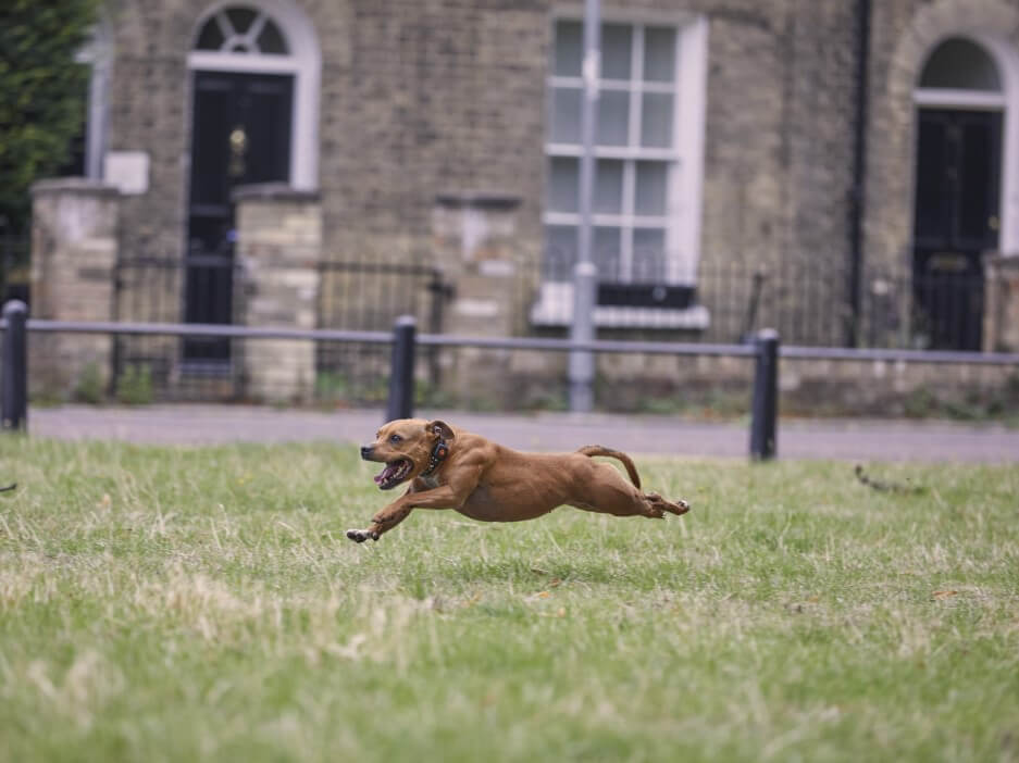 Bull terrier running through park